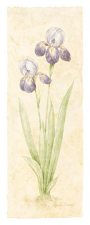 Firenze Iris by Pamela Gladding Pricing Limited Edition Print image