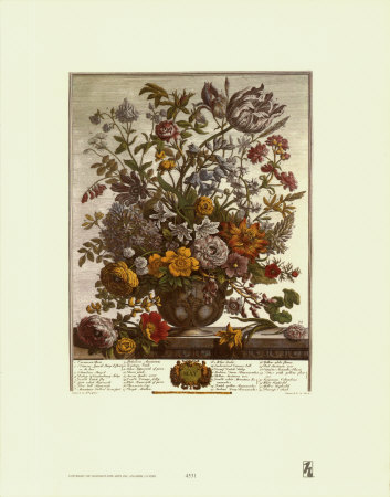 Twelve Months Of Flowers, 1730, May by Robert Furber Pricing Limited Edition Print image