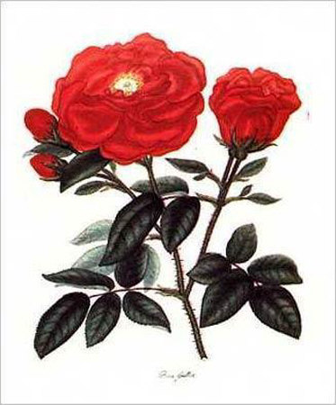 Rosa Gallica by George Henry Andrews Pricing Limited Edition Print image