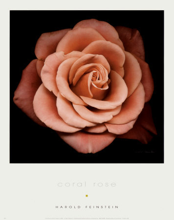 Coral Rose by Harold Feinstein Pricing Limited Edition Print image