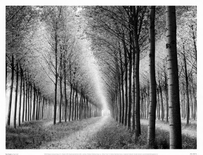 Tree Parade by Chip Forelli Pricing Limited Edition Print image