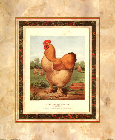 Buff. Cochin Cock by Cassell's Poultry Book Pricing Limited Edition Print image