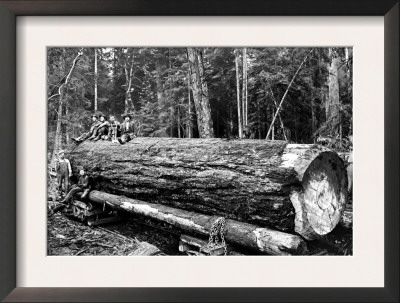 Fallen Old Growth by Clark Kinsey Pricing Limited Edition Print image