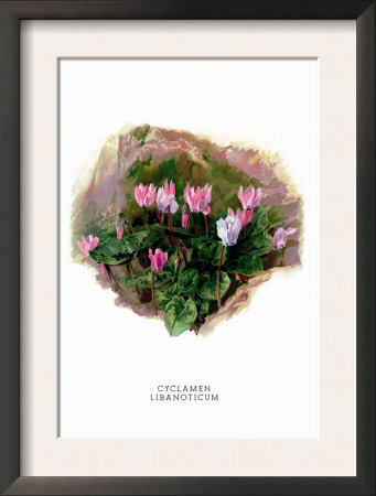 Cyclamen Libanoticum by H.G. Moon Pricing Limited Edition Print image