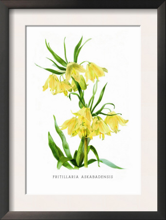 Fritillaria Askabadensis by H.G. Moon Pricing Limited Edition Print image