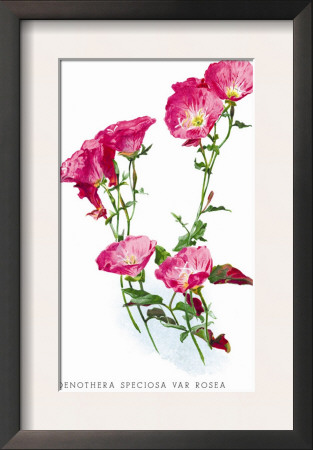 Oenothera Speciosa Var Rosea by H.G. Moon Pricing Limited Edition Print image