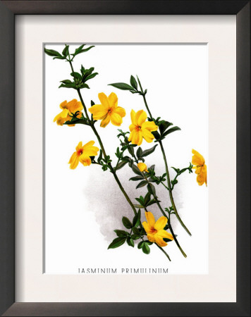 Jasminum Primulinum by H.G. Moon Pricing Limited Edition Print image