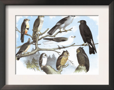 Femerol And Richardson's Falcons, Isabella Hawk, Acadian Owl by Theodore Jasper Pricing Limited Edition Print image