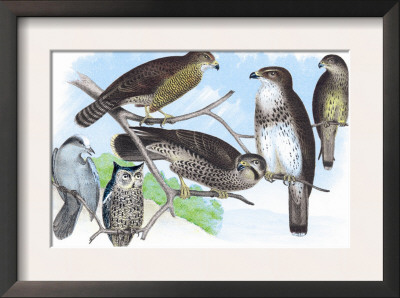Owls, Buzzards, And Peregrine Falcon by Theodore Jasper Pricing Limited Edition Print image