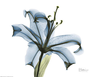 Blue Stargazer Lily by Albert Koetsier Pricing Limited Edition Print image