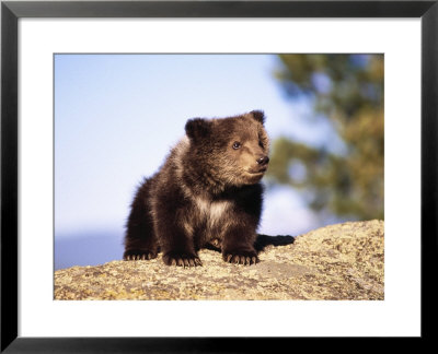 Brown Bear Cub Sitting On Rock by Elizabeth Delaney Pricing Limited Edition Print image