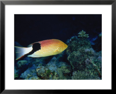 Chisel Tooth Wrasse, Fiji by Richard Cummins Pricing Limited Edition Print image