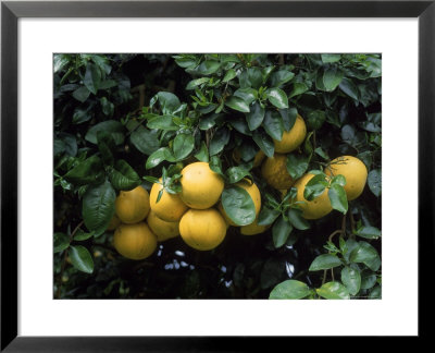 Grapefruit Trees, Brandenton by Jim Schwabel Pricing Limited Edition Print image