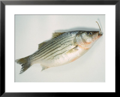 Fish On Hook by Peter Ardito Pricing Limited Edition Print image