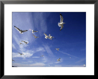 Seagulls In Flight by David Doody Pricing Limited Edition Print image