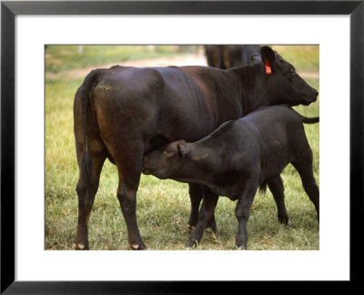 Calf Feeding From Mother, Tn by Ed Lallo Pricing Limited Edition Print image