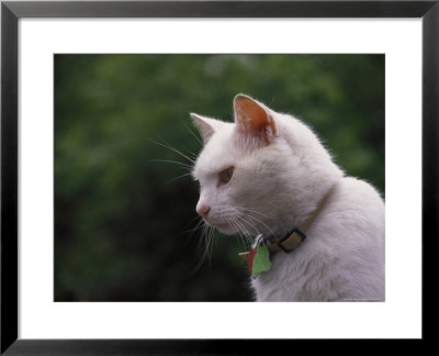 Close-Up Of White Cat by Aneal Vohra Pricing Limited Edition Print image
