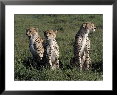Cheetah Cubs, Serengeti National Park, Tanzania by Ralph Reinhold Pricing Limited Edition Print image