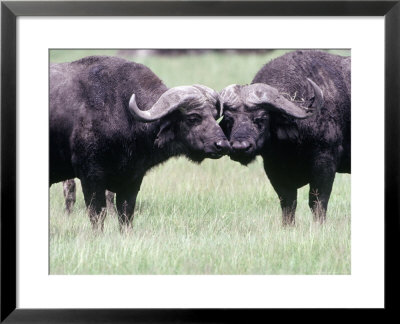 Cape Buffalo Touching Noses, Tanzania by Ralph Reinhold Pricing Limited Edition Print image
