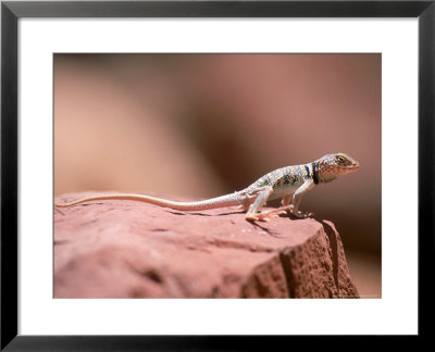 Collared Lizard, Crotaphytus Bicinctores by Amy And Chuck Wiley/Wales Pricing Limited Edition Print image