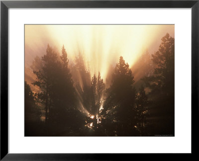 Sun Light Filters Through Trees by George Cassidy Pricing Limited Edition Print image