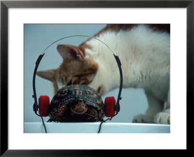 Cat Looking At Turtle With Headphones by Chris Rogers Pricing Limited Edition Print image