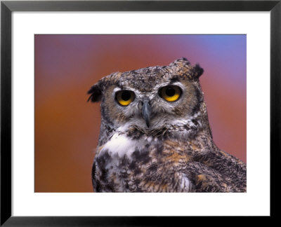 Great Horned Owl, Bubo Virginianus, Co by James Frank Pricing Limited Edition Print image
