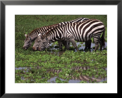 Zebras Drinking In Swamp, Masai Mara, Kenya by Michele Burgess Pricing Limited Edition Print image