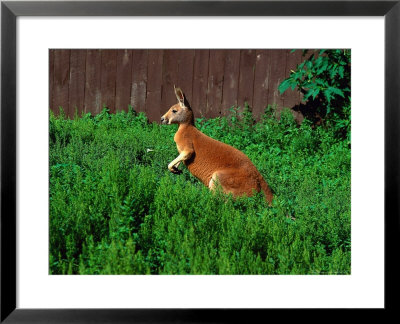 Side Angle Of Kangaroo At Southwick Animal Farm by Kindra Clineff Pricing Limited Edition Print image