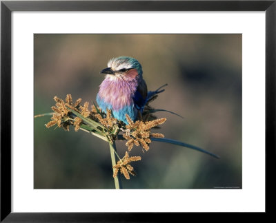 Lilac Breasted Roller (Coracias Caudata), Mara by Ralph Reinhold Pricing Limited Edition Print image