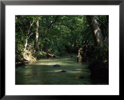 Creek Wandering Through The Woods, Gallant by Jeff Randall Pricing Limited Edition Print image