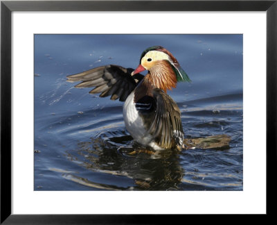 Mandarin Duck Wing Flapping by Russell Burden Pricing Limited Edition Print image