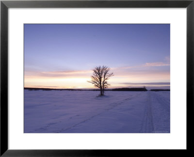 Tree During Sunrise, Gimli, Manitoba by Keith Levit Pricing Limited Edition Print image