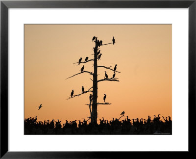 Birds On Tree, Lake Scenes by Keith Levit Pricing Limited Edition Print image