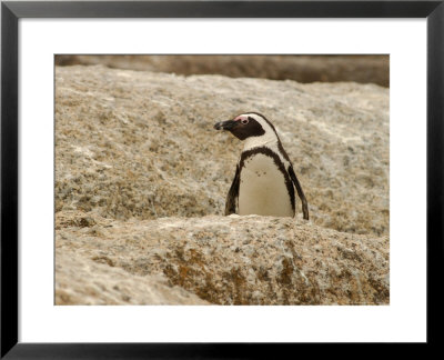 Penguins, South Africa by Keith Levit Pricing Limited Edition Print image