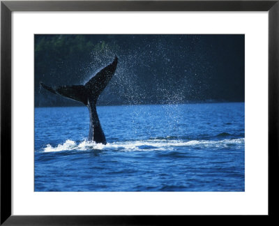 Whale Tail by Fogstock Llc Pricing Limited Edition Print image