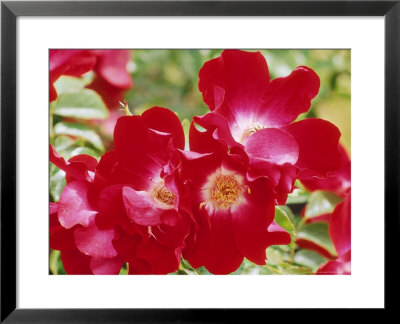 Rosa Dortmund (Red Climbing Rose) by Mark Bolton Pricing Limited Edition Print image