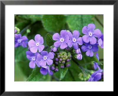Brunnera Macrophylla, March by Mark Bolton Pricing Limited Edition Print image