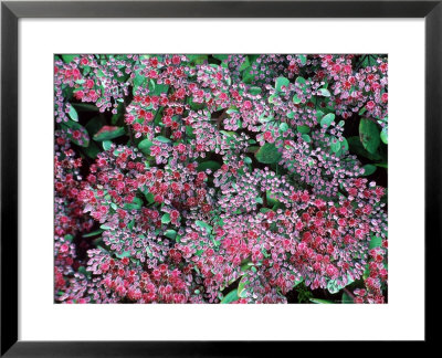 Sedum Ruby Glow, Red Flower, September by Mark Bolton Pricing Limited Edition Print image