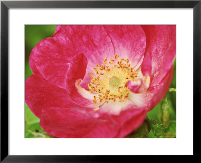 Rosa Greenmantle (Rubiginosa Hybrid Rose), Dark Pink Flower by Mark Bolton Pricing Limited Edition Print image
