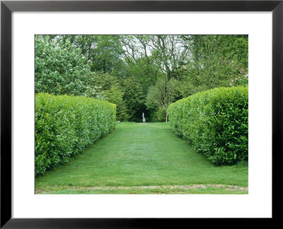 Laurel (Prunus Laurocerasus) Hedges, The Larmar Tree Gardens, Dorset by Mark Bolton Pricing Limited Edition Print image