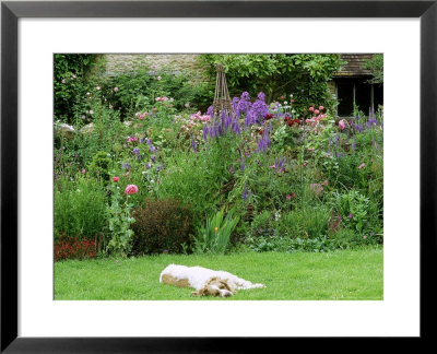 Close-Up Of Brown And White Family Dog, In Front Of Summer Border At Cooks Farm Garden, Somerset by Mark Bolton Pricing Limited Edition Print image