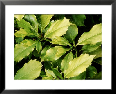 Aucuba Japonica (Spotted Laurel), Evergreen Shrub by Mark Bolton Pricing Limited Edition Print image