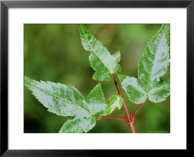 Snakebark Maple by Mark Bolton Pricing Limited Edition Print image