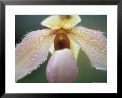 Paphiopedilum Delophyllum (Slipper Orchid) by Ruth Brown Pricing Limited Edition Print image