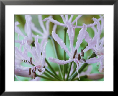 Nerine Undulata, October by Chris Burrows Pricing Limited Edition Print image