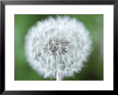 Taraxacum Officinale (Dandelion), Close-Up Of Seed Head by Chris Burrows Pricing Limited Edition Print image
