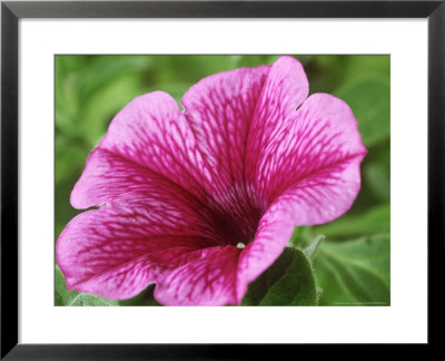 Petunia Strawberry Frost (Conchita Series) by Chris Burrows Pricing Limited Edition Print image