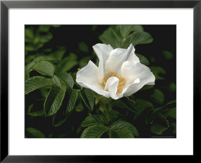Rosa Rugosa Alba Single White Flower by Dennis Davis Pricing Limited Edition Print image