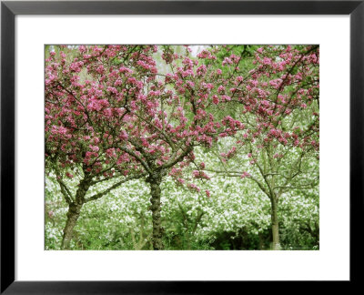 Malus (Crab Apple) Trees In Blossom by Carole Drake Pricing Limited Edition Print image
